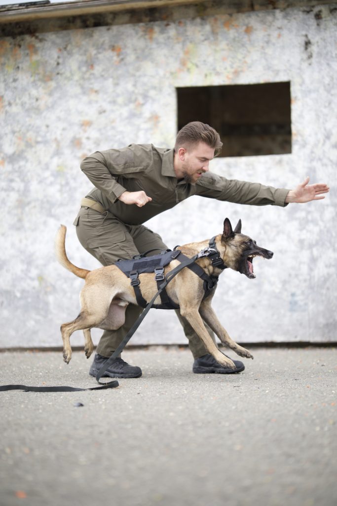 Malinois in voller Aktion mit taktischem Geschirr, begleitet von einem bewaffneten Hundeführer im Hintergrund, auf staubigem Gelände – Symbolbild für taktische Einsätze und Geschwindigkeit.