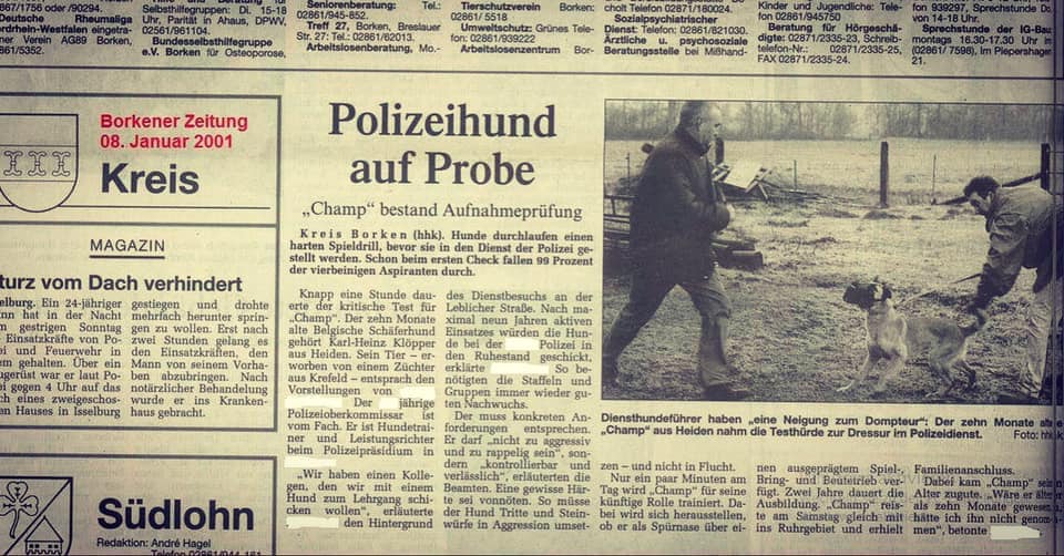 K9-Diensthund im Schutzdiensttraining bei hoher körperlicher und psychischer Belastung